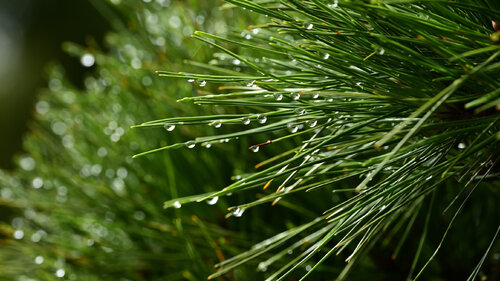 Hasedera Rain Drops 2 van Anatoliy Anshin, Fotografie te koop op Singulart