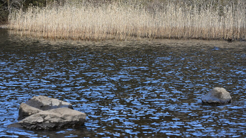 Conversations with Lake Ashinoko 45 di Anatoliy Anshin, Fotografia in vendita su Singulart