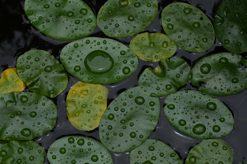 In Memory of Viktor Tsoi - "There is Enough Rain for Everyone" (3) Anatoliy Anshin