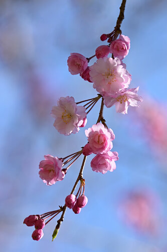 Meigetsuin Cherry Blossom 2 van Anatoliy Anshin, Fotografie te koop op Singulart