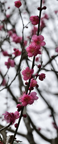 Meigetsuin Plum Blossom von Anatoliy Anshin, Fotografie kaufen auf Singulart