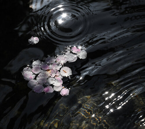 Hasedera Plum Blossom Anatoliy Anshin