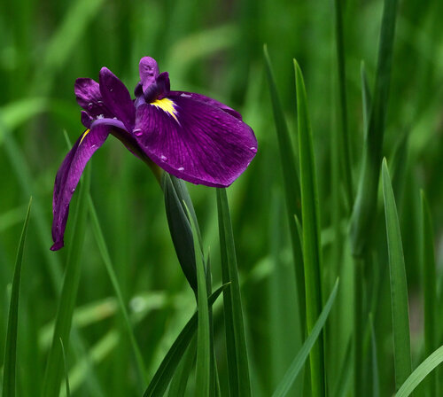 Iris Paradise Anatoliy Anshin