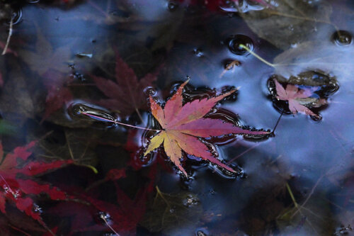 Glorious in its Fall von Anatoliy Anshin, Fotografie kaufen auf Singulart