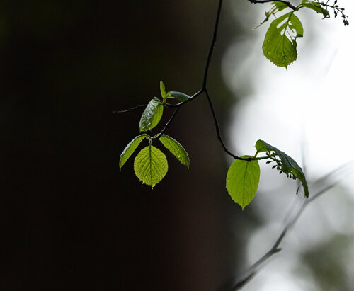 No Grey Zones de Anatoliy Anshin, Fotografía a la venta en Singulart