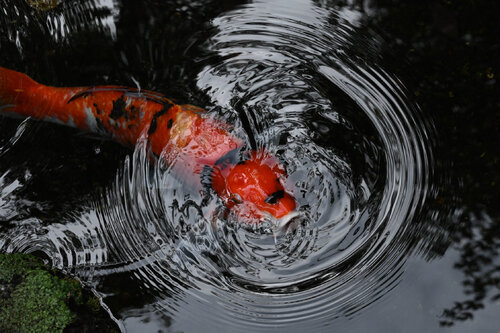 Divine Dynamics 9 di Anatoliy Anshin, Fotografia in vendita su Singulart