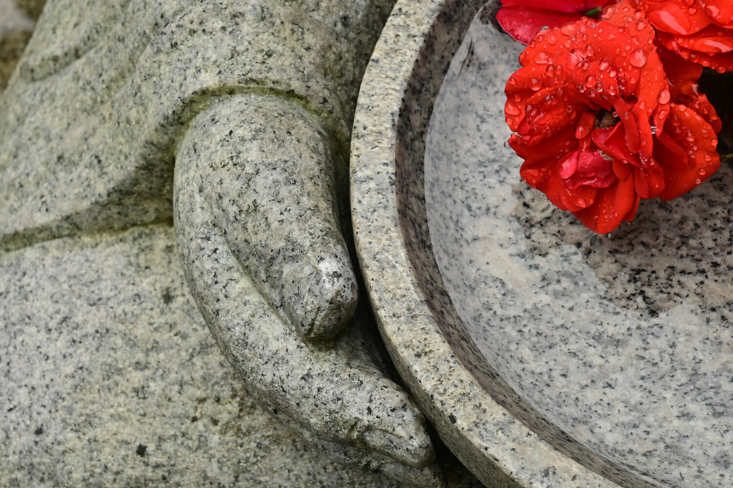 Compassion Anatoliy Anshin