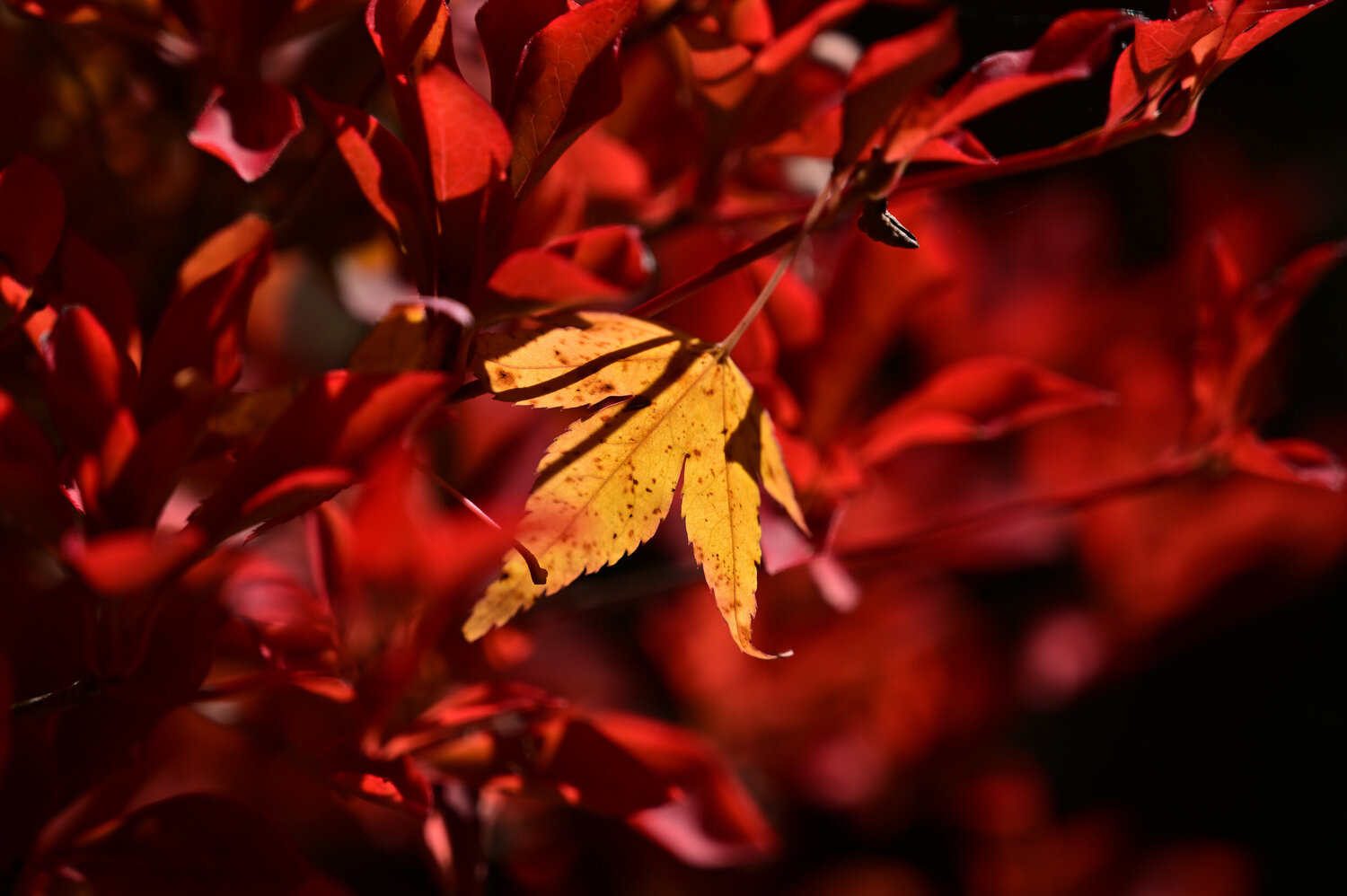 Be Yourself Anatoliy Anshin