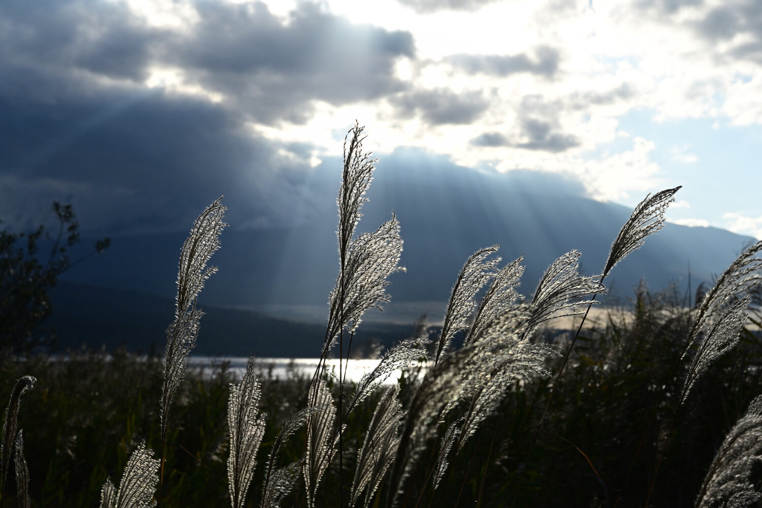 Yamanakako Silvergrass 2 Anatoliy Anshin