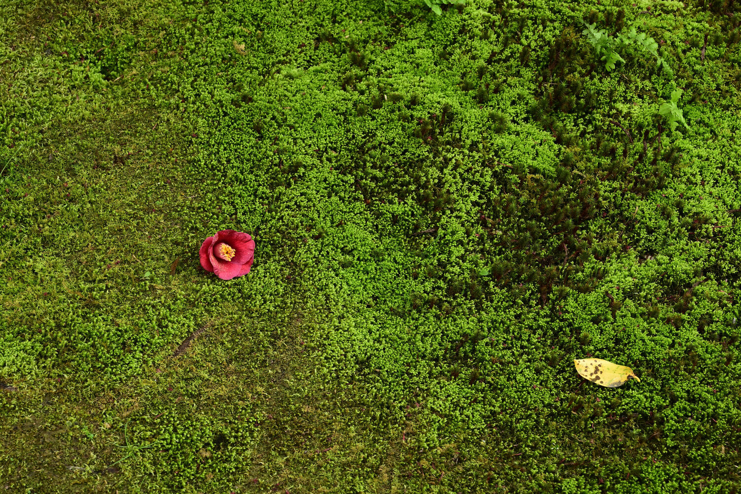 Entokuin Garden 1 Anatoliy Anshin