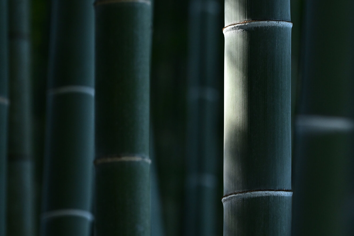Eishoji Bamboo 1 Anatoliy Anshin