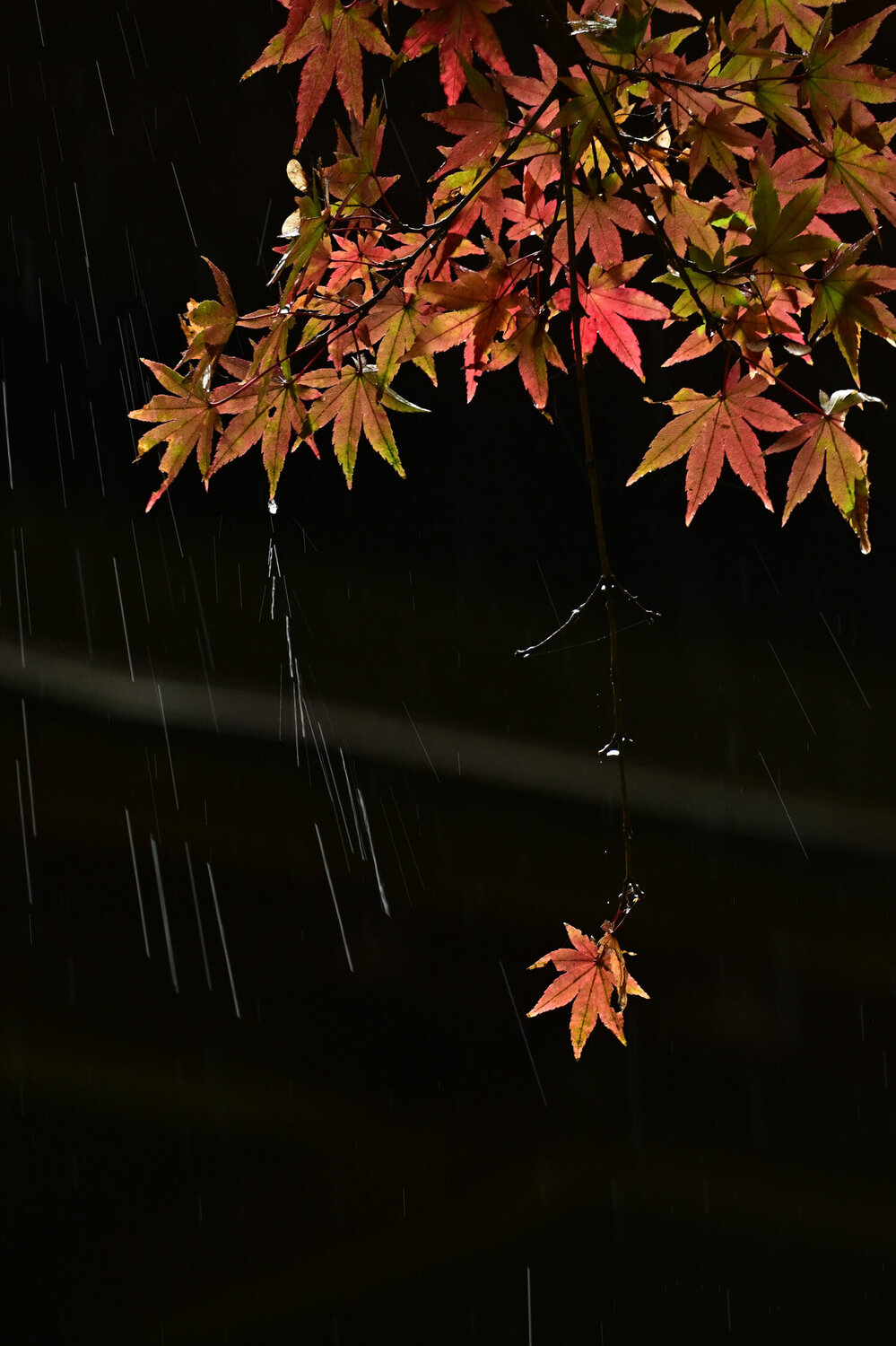 Jochiji Autumn Leaves 1 Anatoliy Anshin Fotografie zu verkaufen