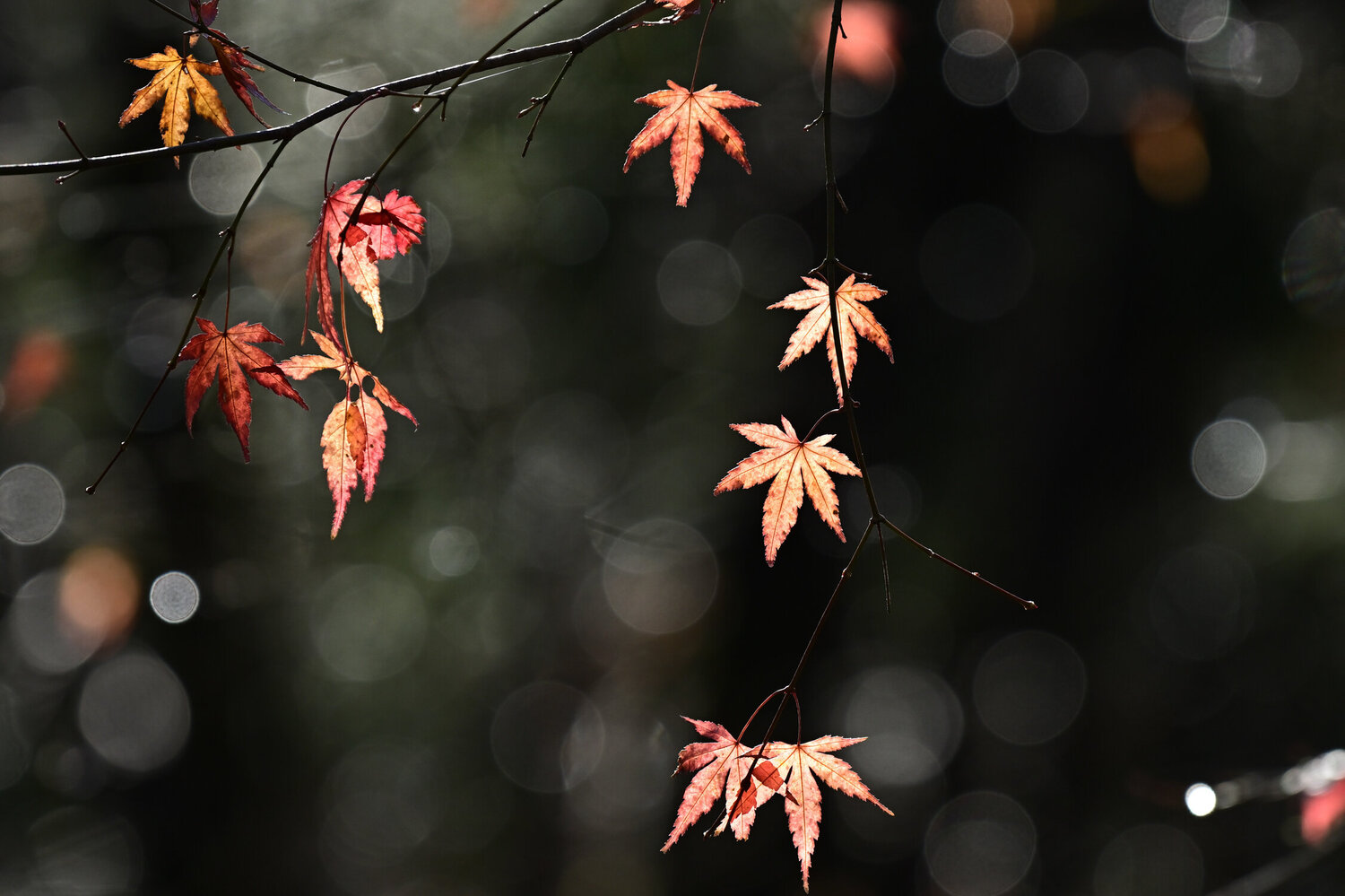Jochiji Autumn Leaves 3 Anatoliy Anshin Fotografie zu verkaufen