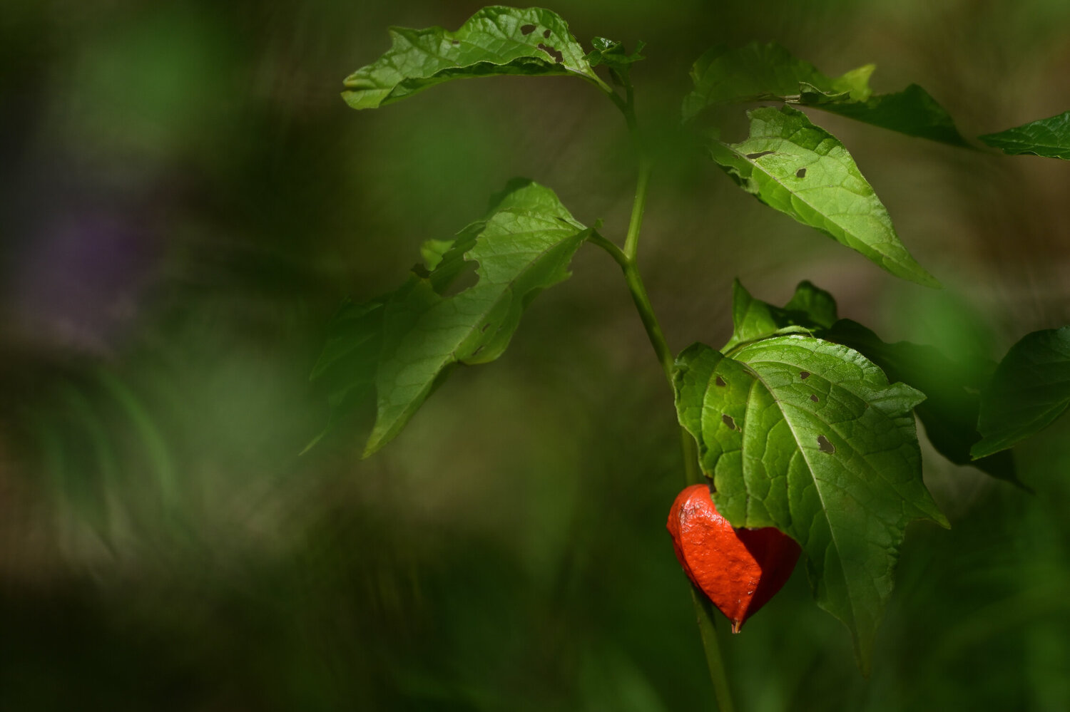 Hidden Gem Anatoliy Anshin