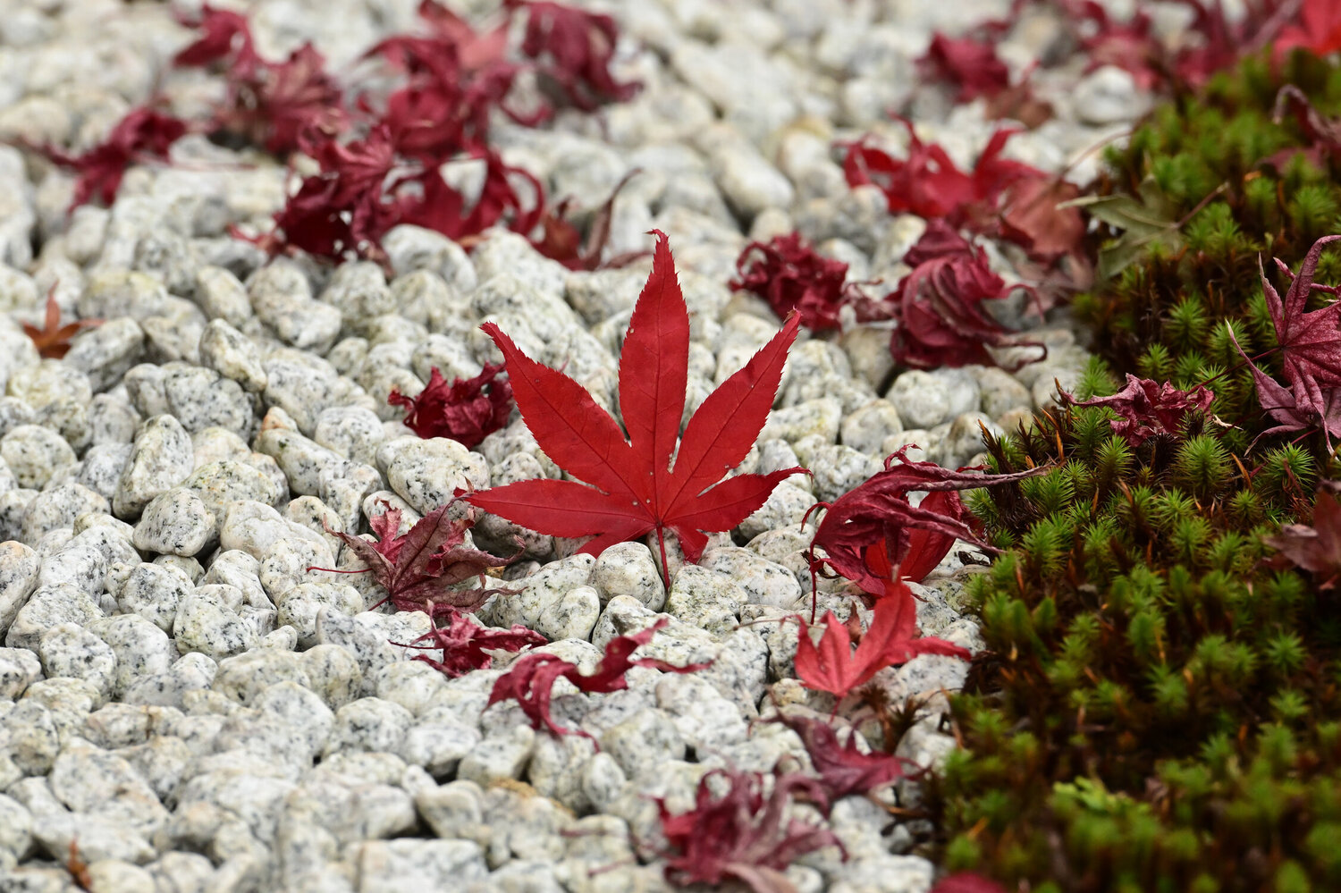 Jomyoji Autumn Leaves Anatoliy Anshin