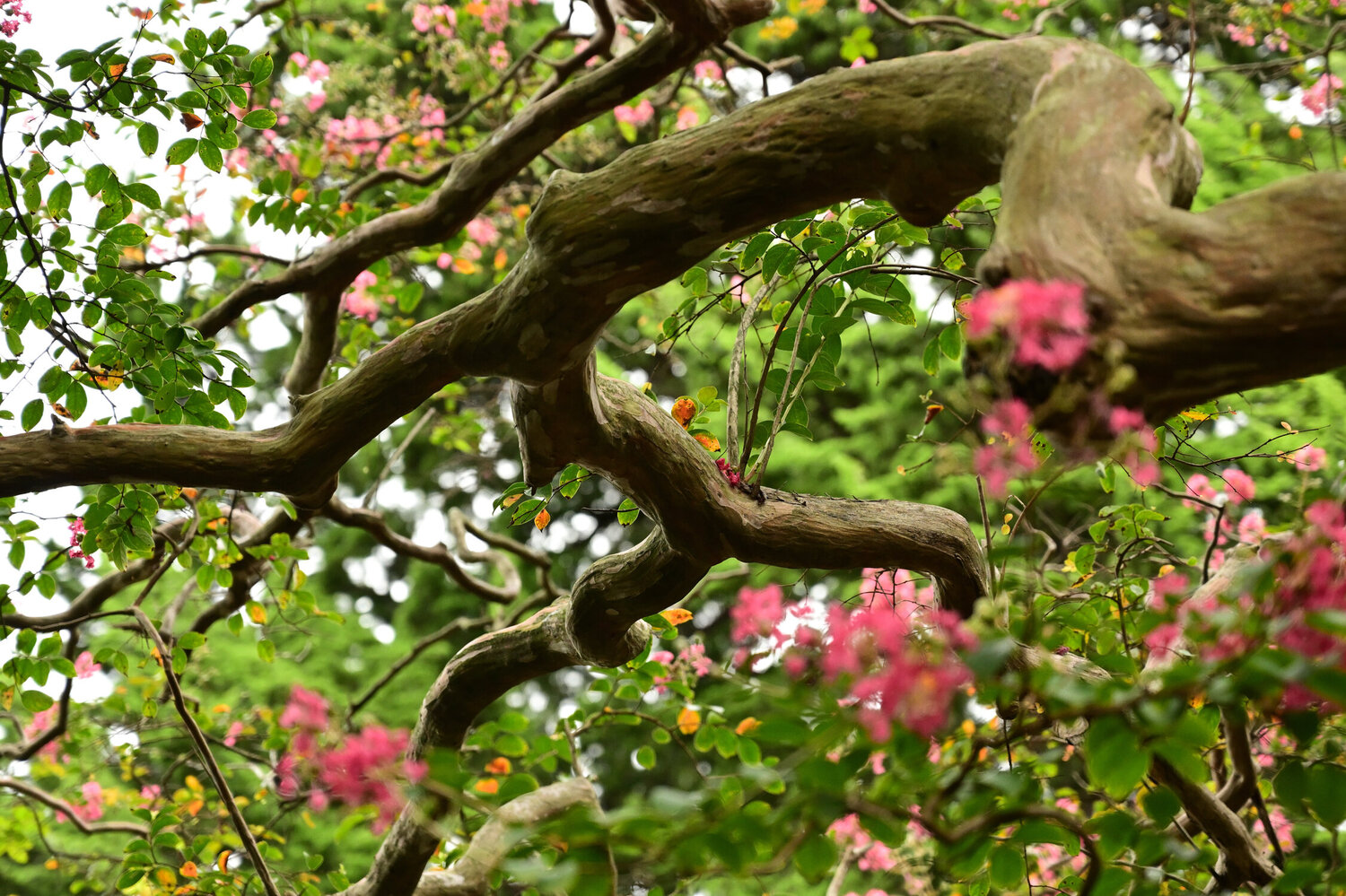 Hokaiji Dragon Anatoliy Anshin