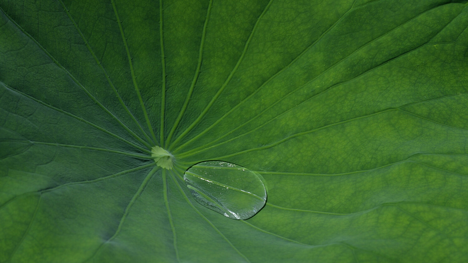 Inner Treasures Anatoliy Anshin