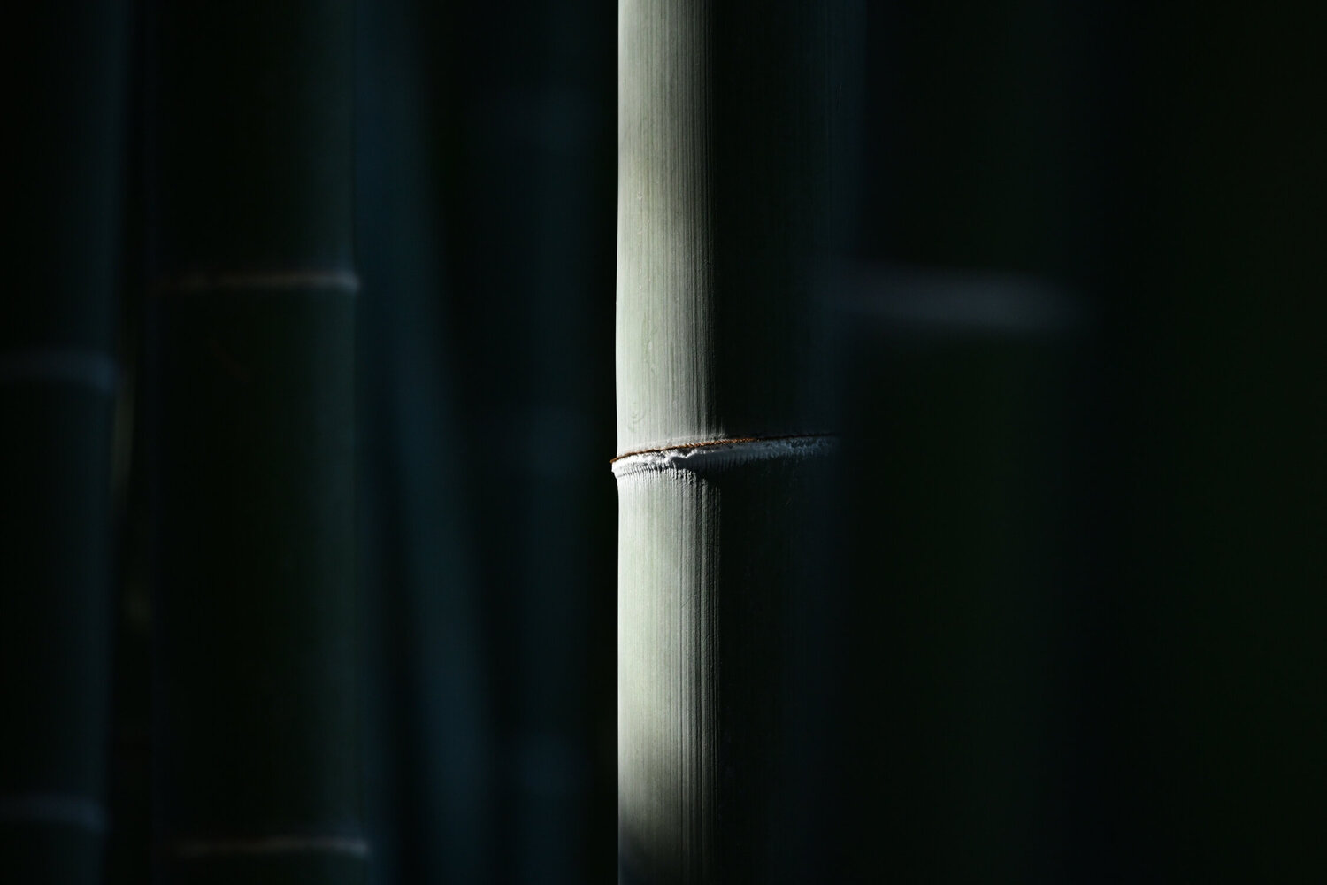 Eishoji Bamboo 3 Anatoliy Anshin