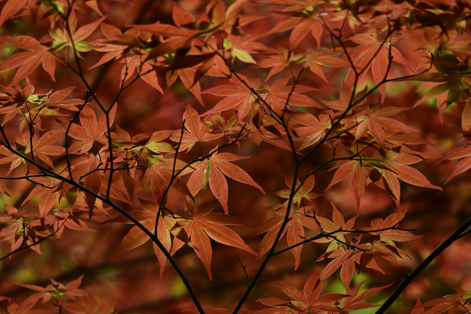 Meigetsuin Red Leaves Anatoliy Anshin