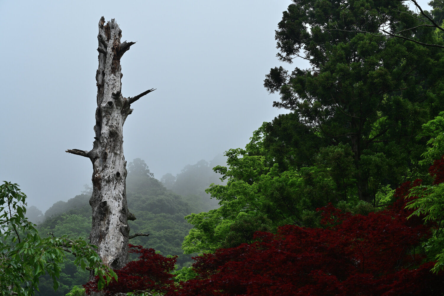 Thundering Calm Anatoliy Anshin