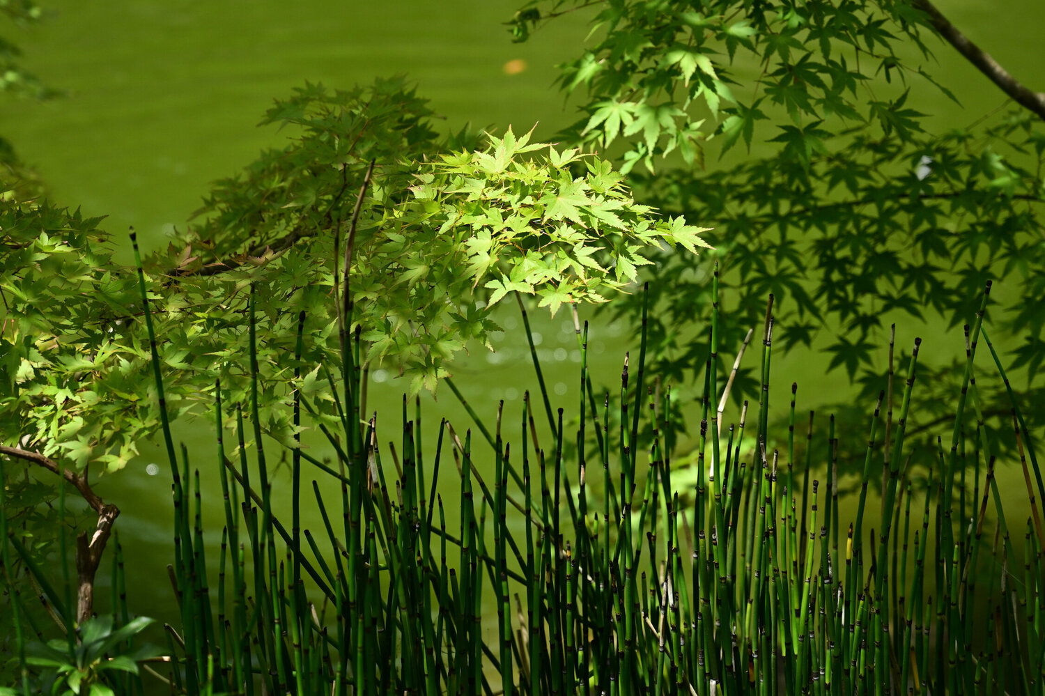 The Healing Power of Green Anatoliy Anshin Fotografie zu verkaufen