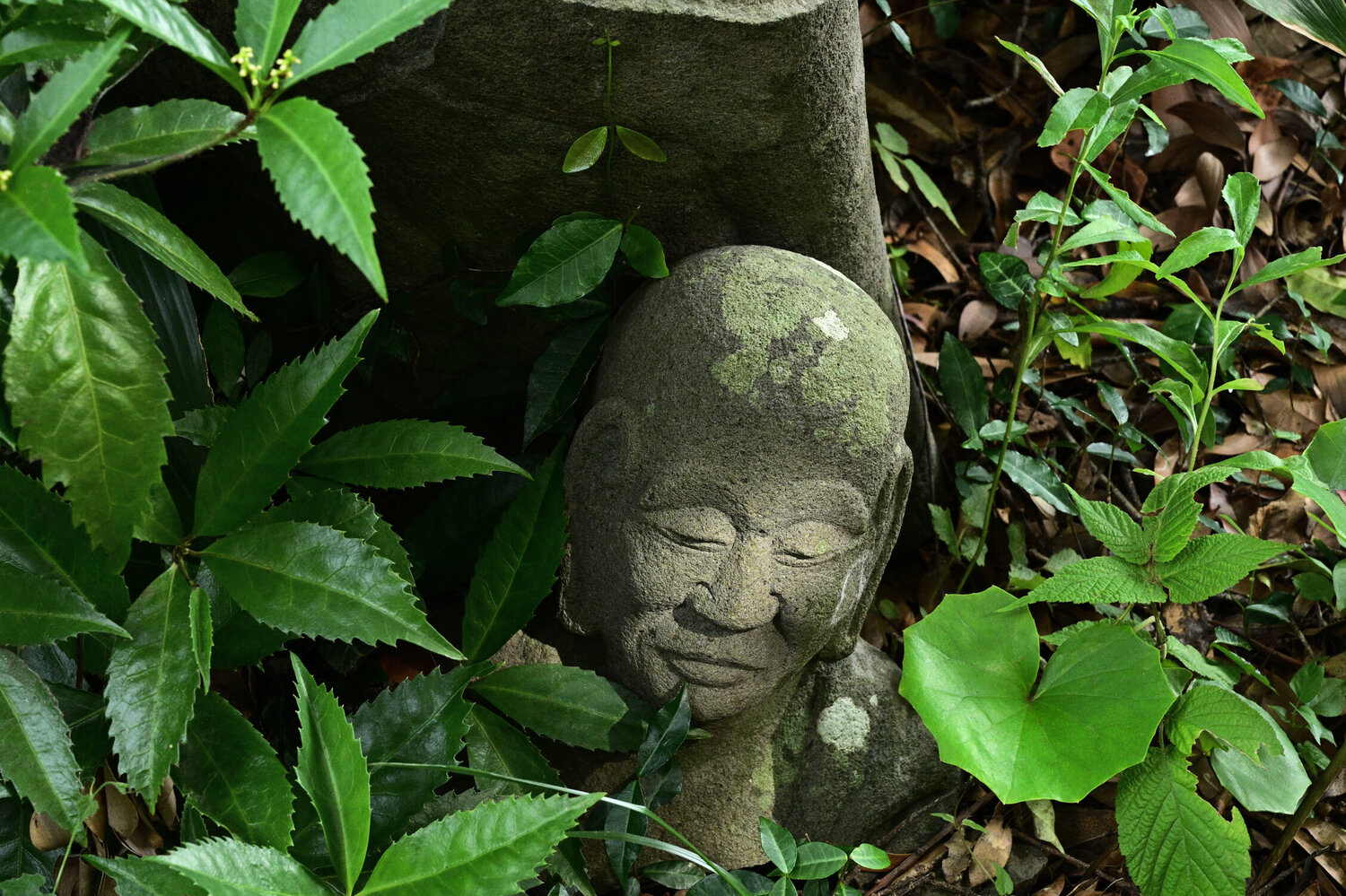 Shining in Adversity Anatoliy Anshin