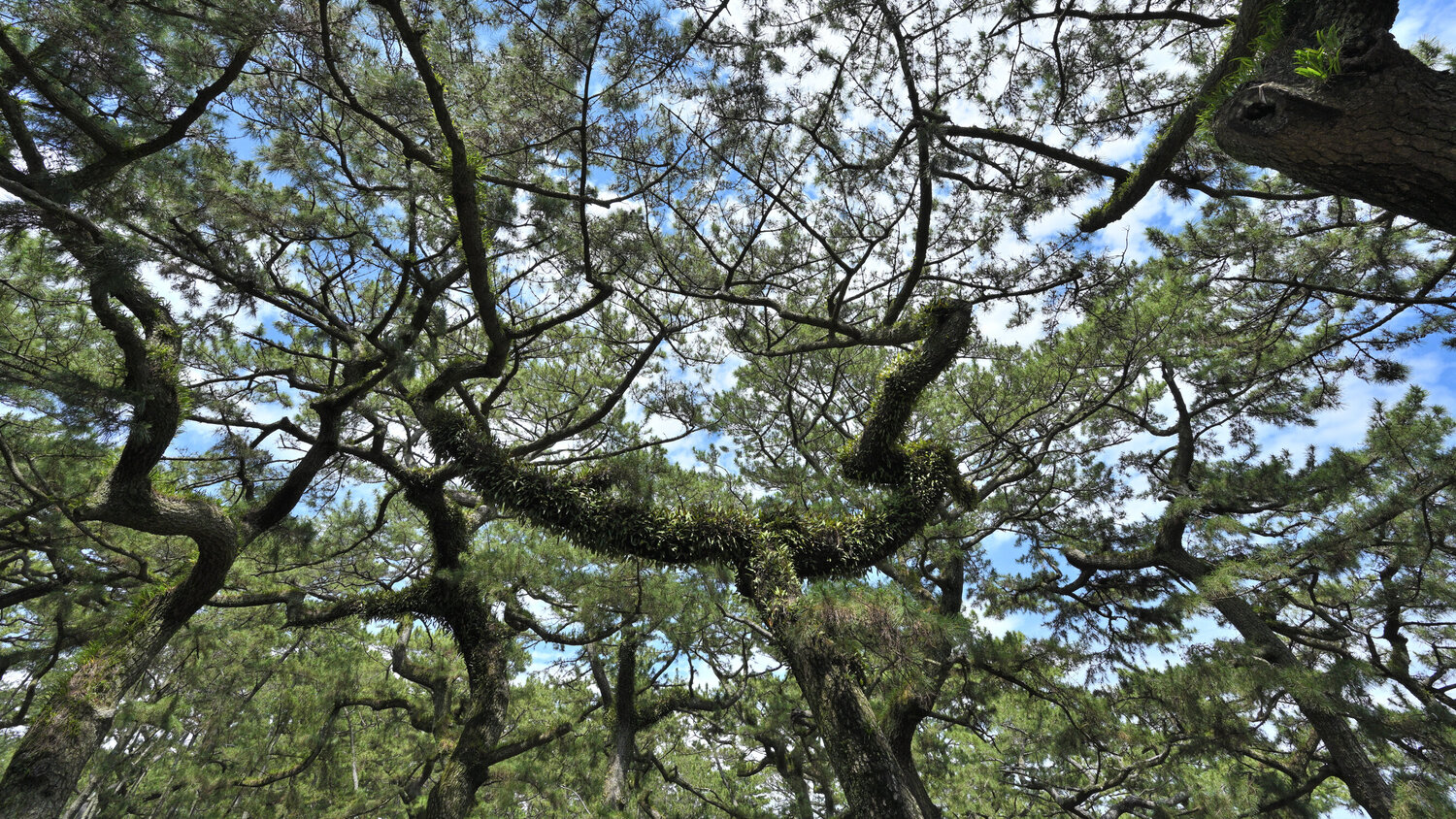 Divine Dynamics 6 Anatoliy Anshin