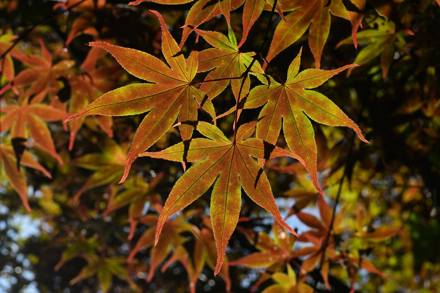 Kamakura Red Leaves Anatoliy Anshin