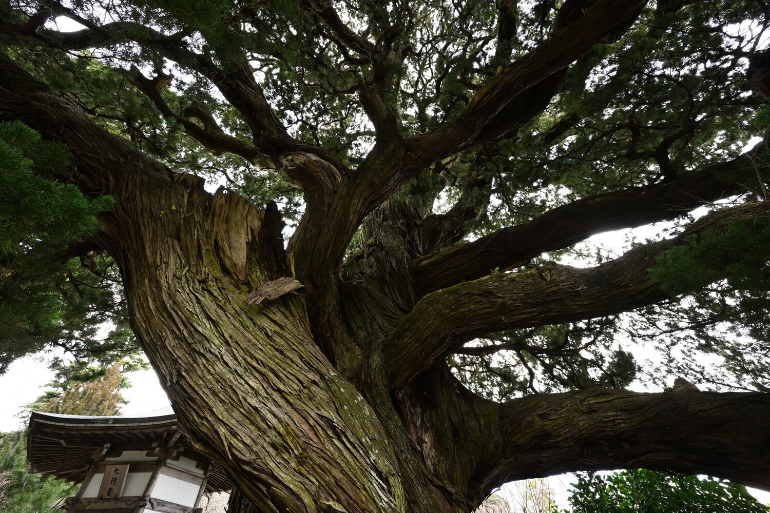 Divine Whirl Anatoliy Anshin