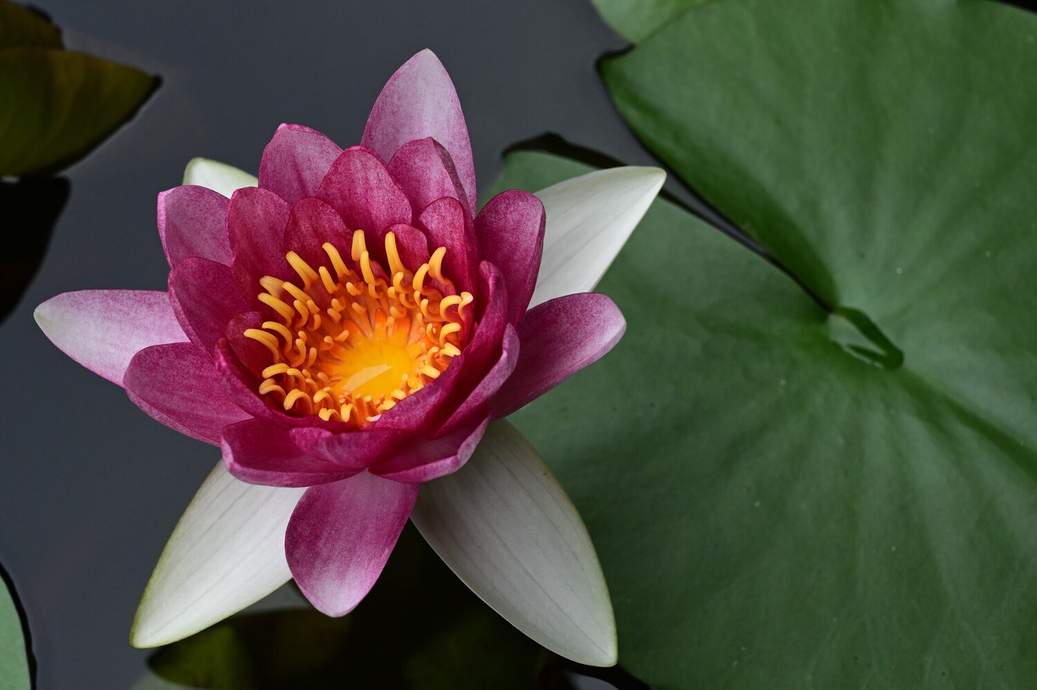 Hokaiji Lotus 3 Anatoliy Anshin