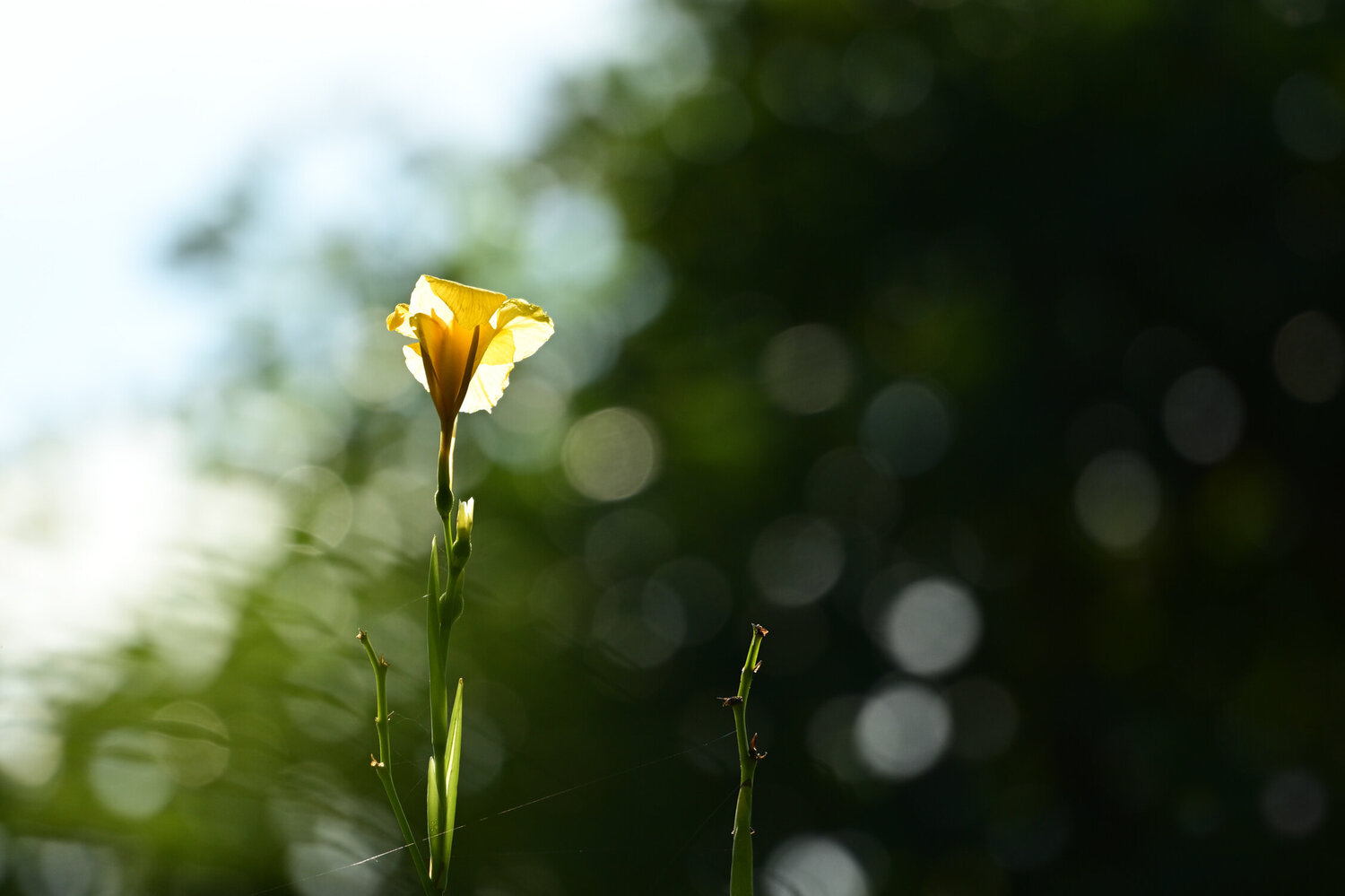 If There is Dark, There Should Be Light 2 Anatoliy Anshin