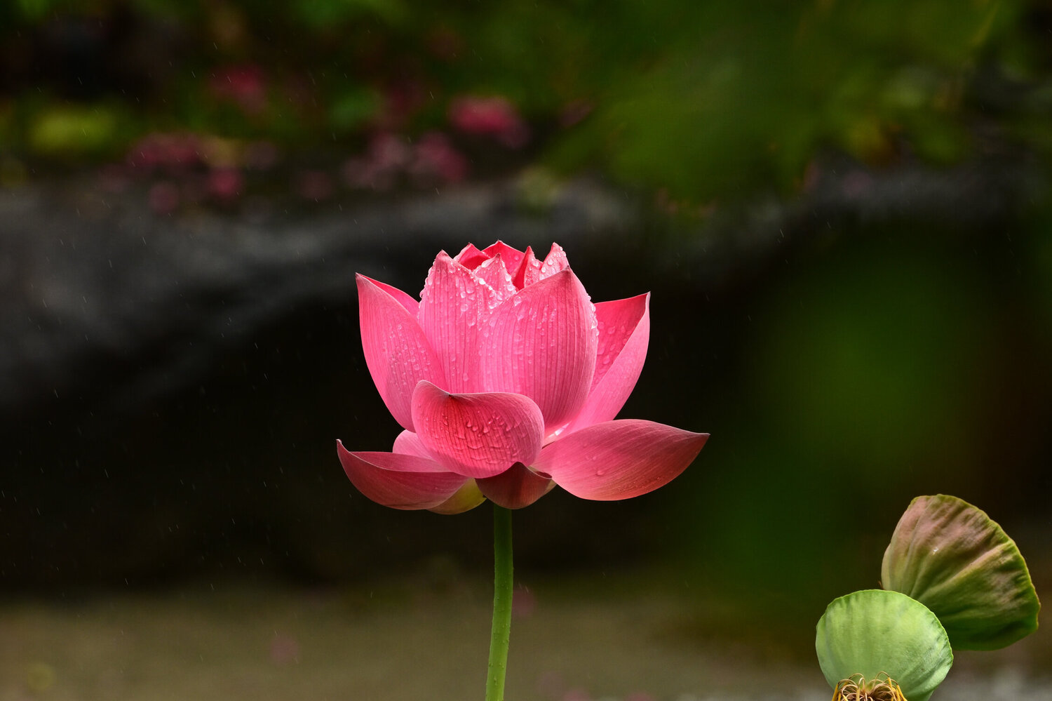 Hasedera Lotus 2 Anatoliy Anshin