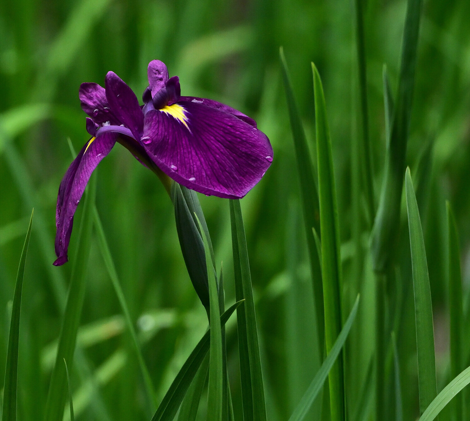 Iris Paradise Anatoliy Anshin