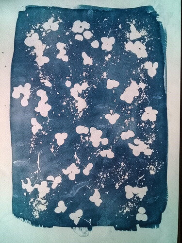 Cyanotype "Flores de Anabella" von Silvina Batista, Fotografie kaufen auf Singulart