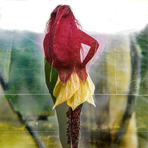 Mi flor y yo von Silvina Batista, Fotografie kaufen auf Singulart