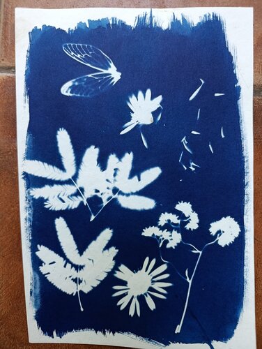 Cyanotype "May" von Silvina Batista, Fotografie kaufen auf Singulart