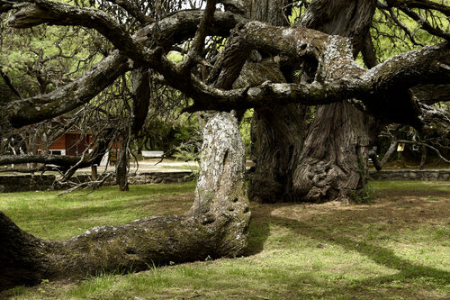 Algarrobo abuelo van Silvina Batista, Fotografie te koop op Singulart