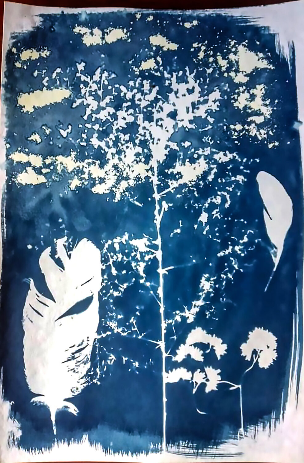 Cyanotype "Plumas y flores" Silvina Batista