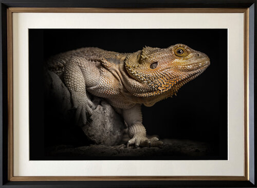little godzilla von stefano Lunardi, Fotografie kaufen auf Singulart