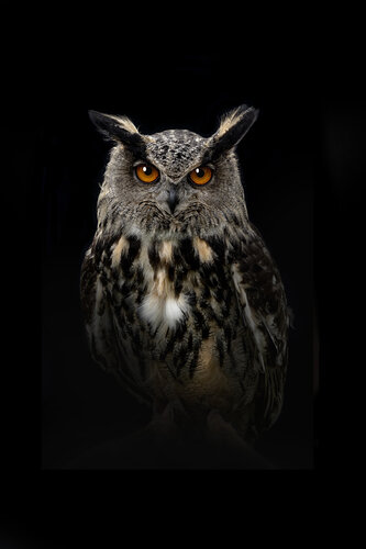 Sua Maesta' il Gufo van stefano Lunardi, Fotografie te koop op Singulart