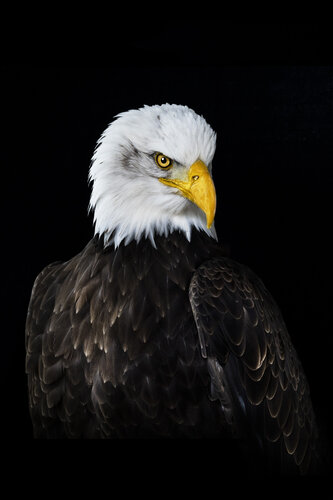 Sven - white head eagle van stefano Lunardi, Fotografie te koop op Singulart