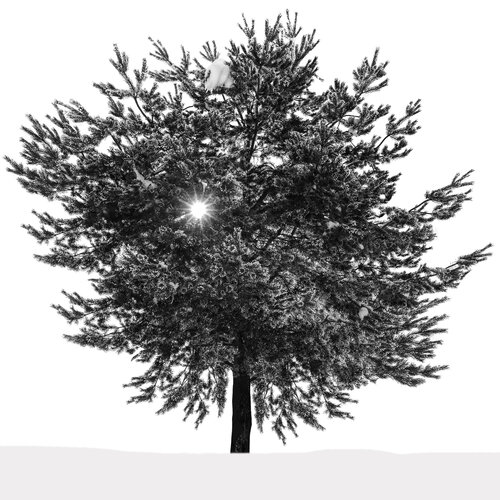 tree eye stefano Lunardi