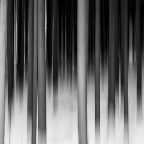 winter forest 2 stefano Lunardi