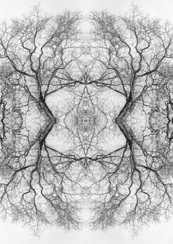 Karma  - Mystic trees par stefano Lunardi, Photographie en vente sur Singulart