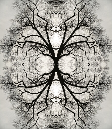 Karma 2 - Mystic trees di stefano Lunardi, Fotografia in vendita su Singulart