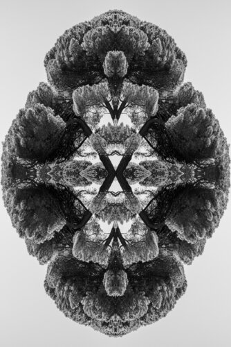 Karma 3 - Mystic trees di stefano Lunardi, Fotografia in vendita su Singulart