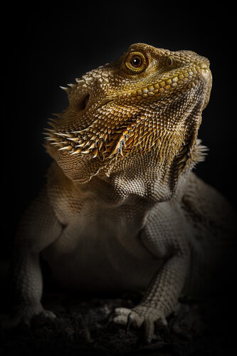 little godzilla 2 von stefano Lunardi, Fotografie kaufen auf Singulart
