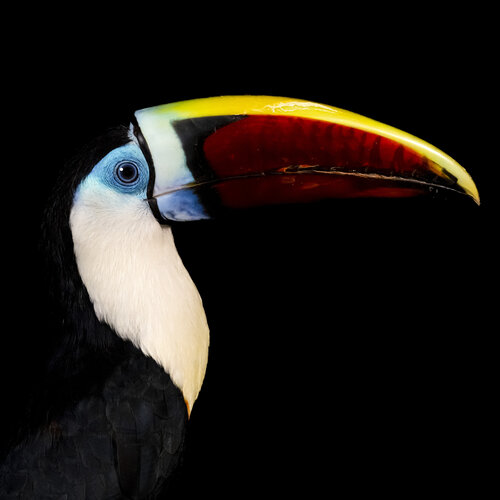 il tucano stefano Lunardi