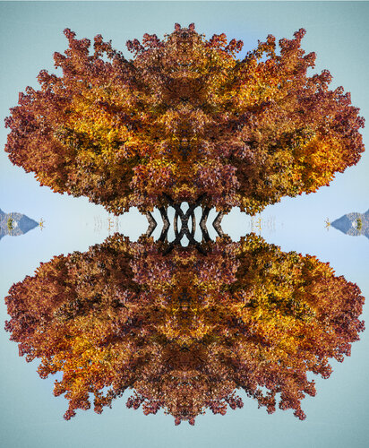 Karma 4 - Mystic trees par stefano Lunardi, Photographie en vente sur Singulart