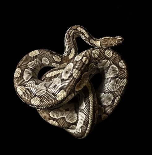 snake stefano Lunardi